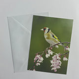Birds Set of 8 Notecards (2 Styles)