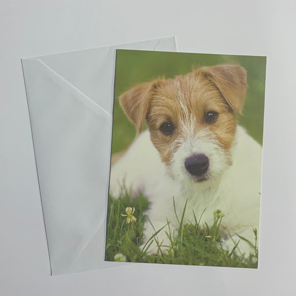 Dogs Set of 8 Notecards (2 Styles)