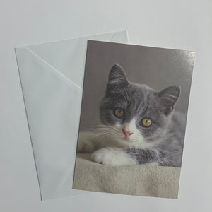 Cats Set of 8 Notecards (2 Styles)
