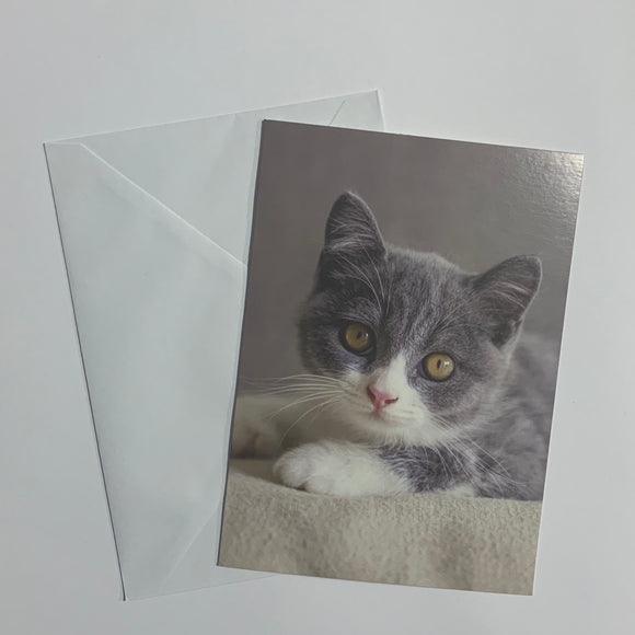 Cats Set of 8 Notecards (2 Styles)