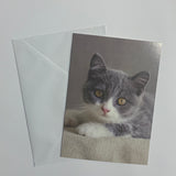 Cats Set of 8 Notecards (2 Styles)