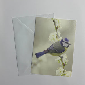 Birds Set of 8 Notecards (2 Styles)