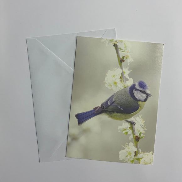 Birds Set of 8 Notecards (2 Styles)
