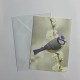 Birds Set of 8 Notecards (2 Styles)